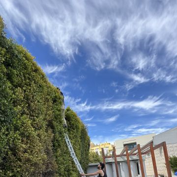 Ms Jardins LTDA - Cascais - Jardinage