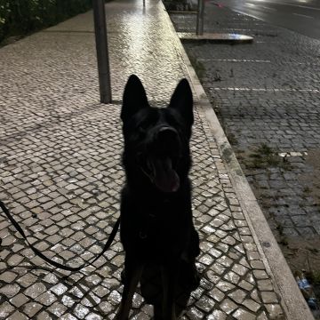 Joao Marto - Odivelas - Treino de Cães - Aulas