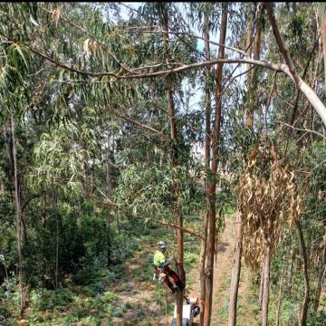 Vertical Nine - Almada - Tree Stump Grinding and Removal