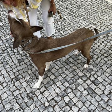 Joao Marto - Odivelas - Treino Animal e Modificação Comportamental (Não-canino)