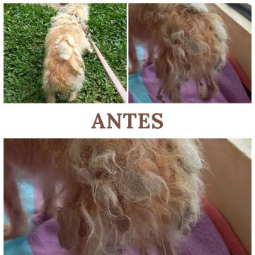 Sara - Espinho - Baths and Grooming for Animals