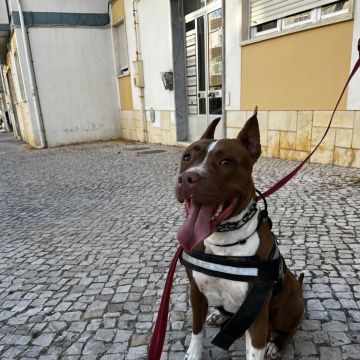 Joao Marto - Odivelas - Treino de Animais