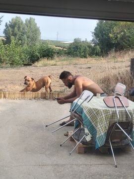 Hotel para Cães