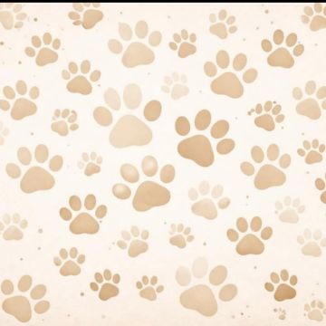 4paws.oflove - Tondela - Katzensitter