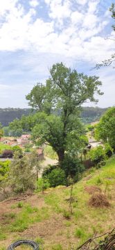 Podador de Árvores
