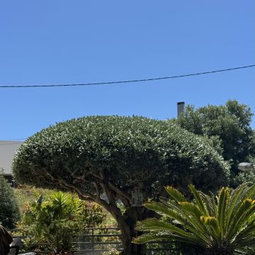 Ms Jardins LTDA - Cascais - Enlèvement d'arbustes