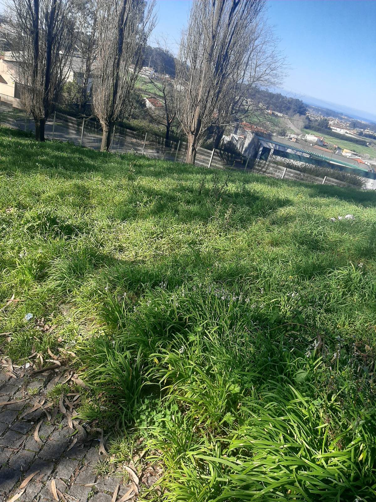 Miguel moreira - Maia - Jardinagem