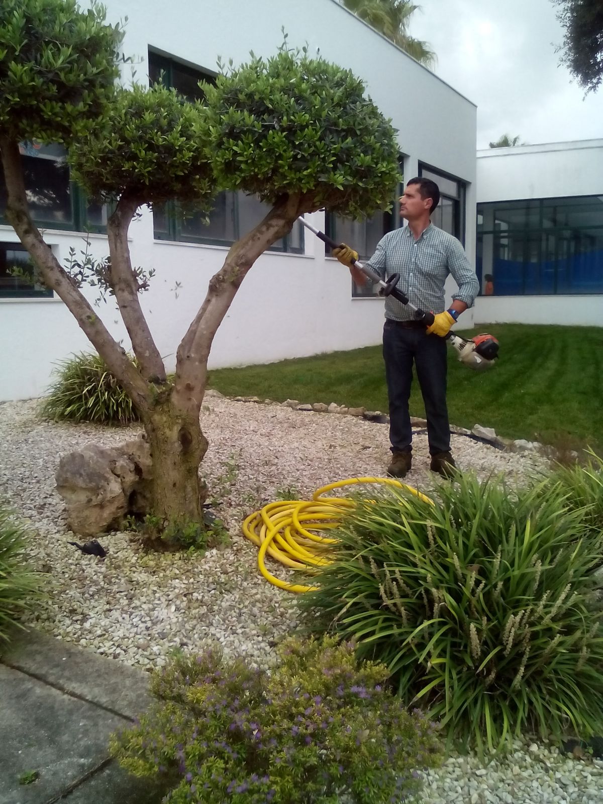 Verde Selvagem Jardinagem - Lisboa - Poda e Manutenção de Árvores