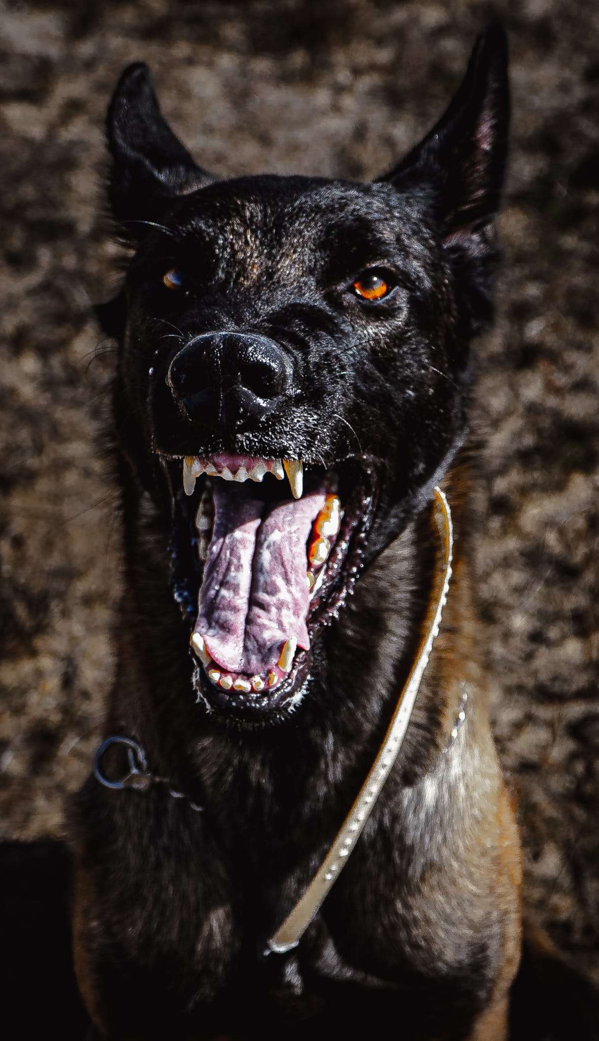 André - Gondomar - Dog Training - Private Lessons