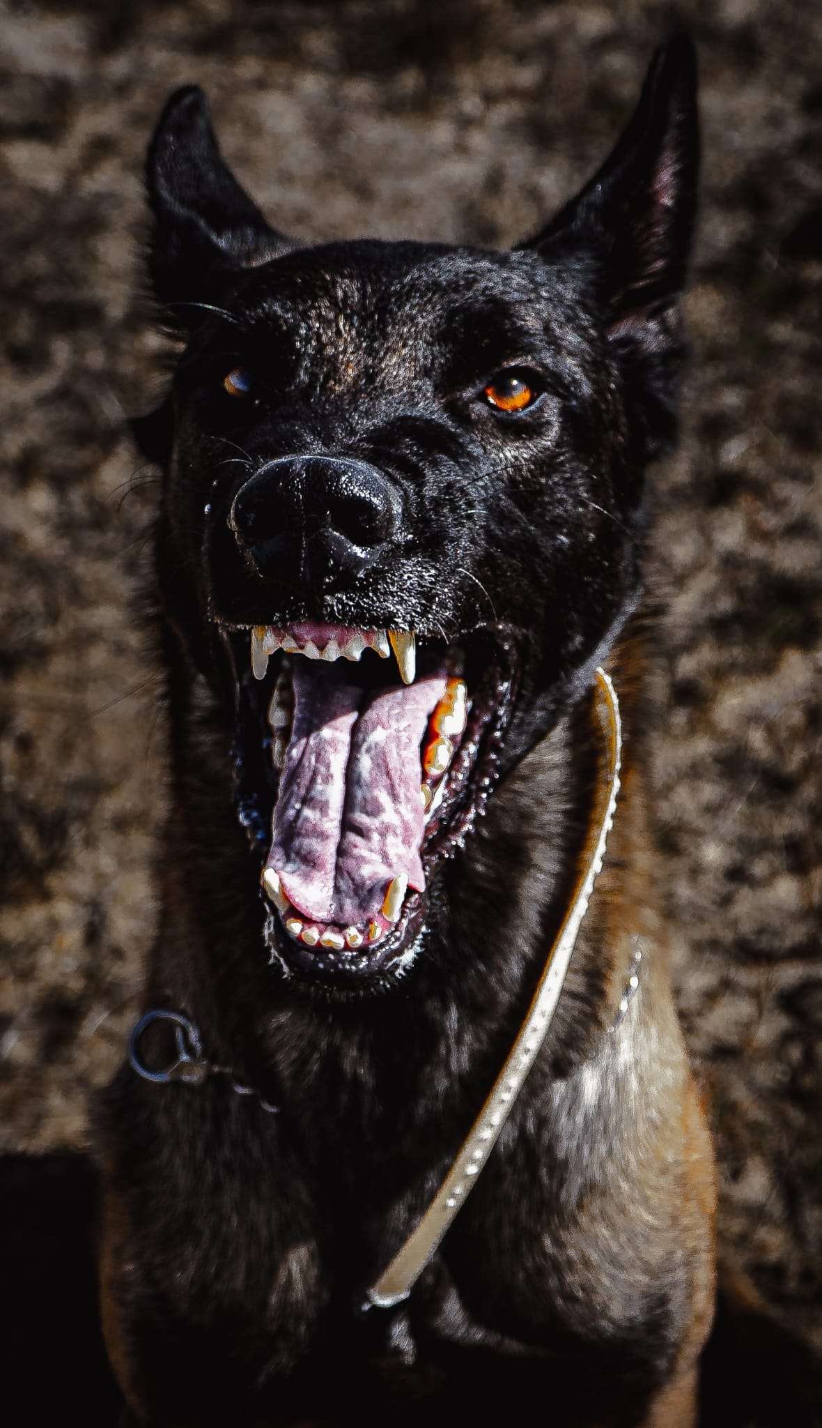 André - Gondomar - Treino de Cães