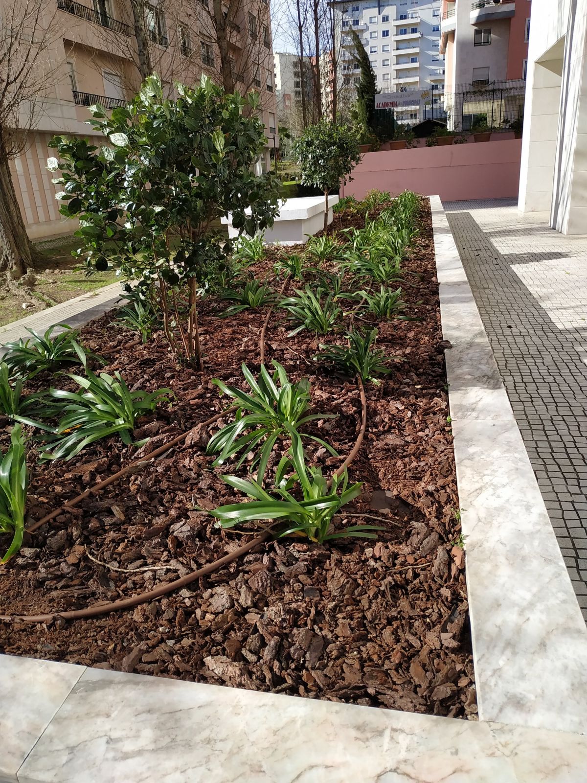 Verde Selvagem Jardinagem - Lisboa - Plantação de Árvores