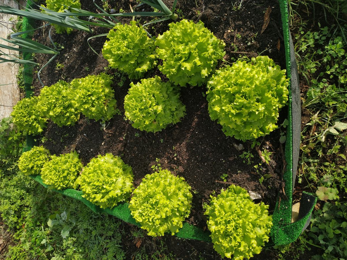 Verde Selvagem Jardinagem - Lisboa - Remoção de Arbustos