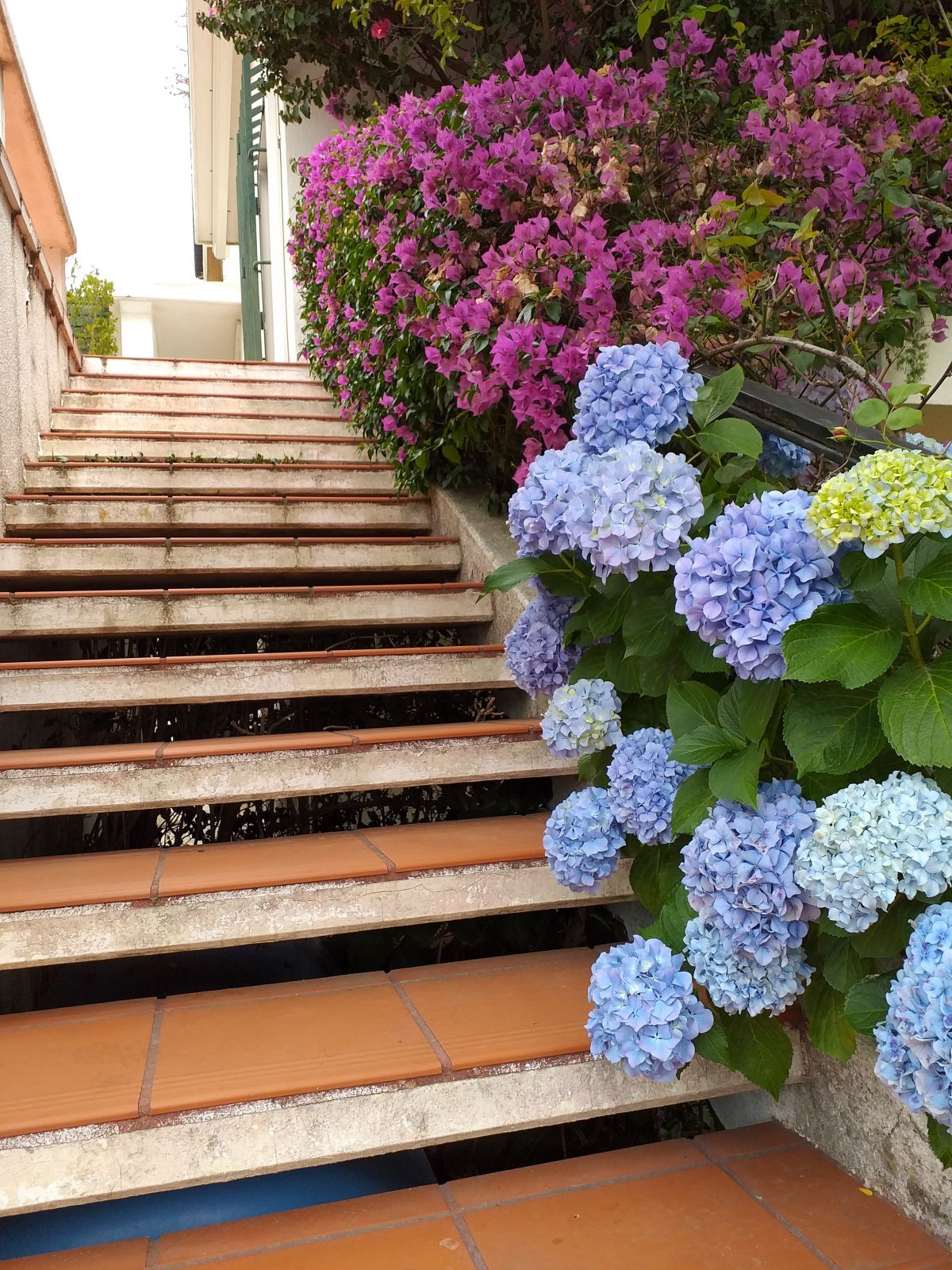 Verde Selvagem Jardinagem - Lisboa - Jardinagem