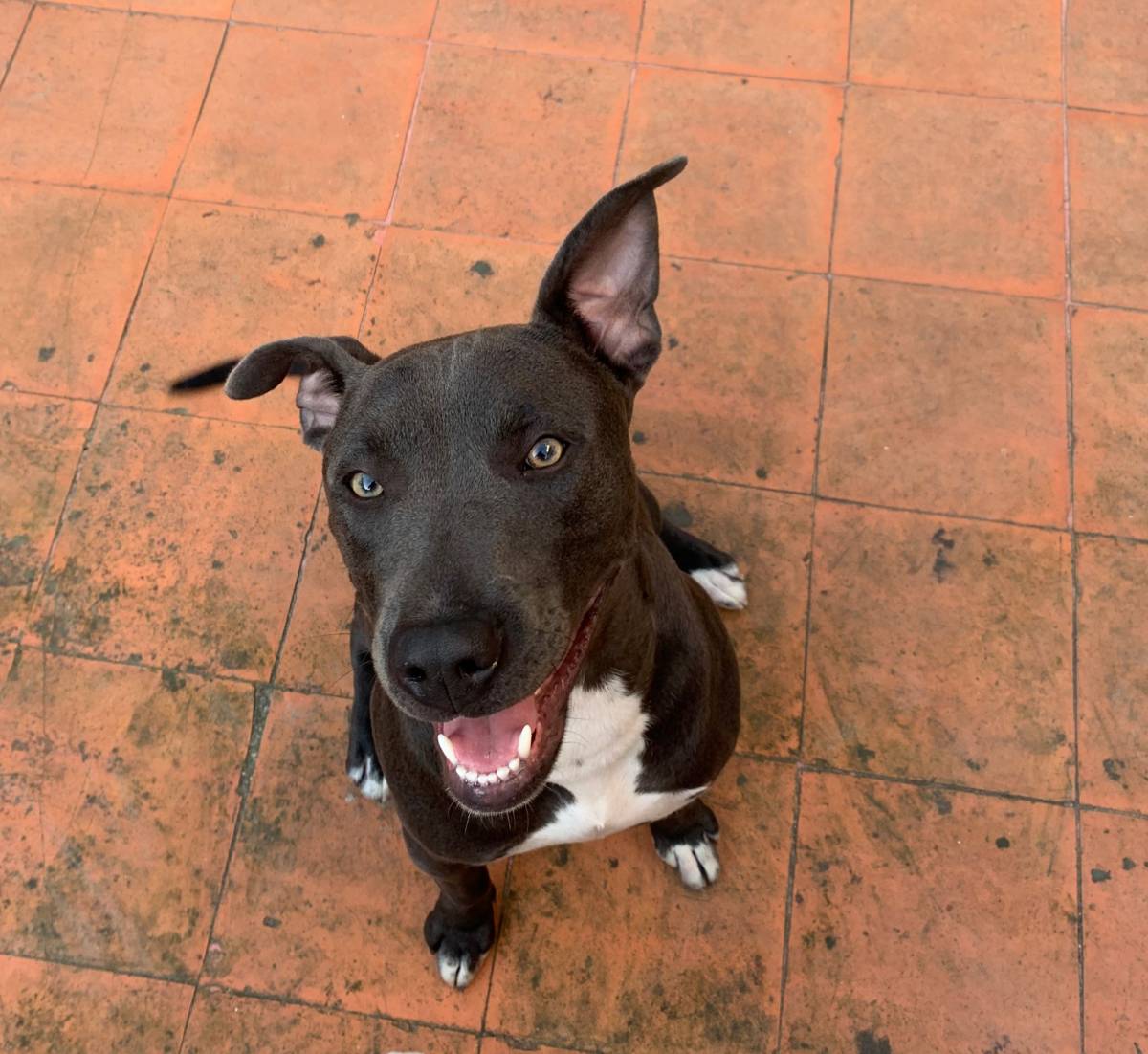 Carolina - Gondomar - Cuidar tus mascotas