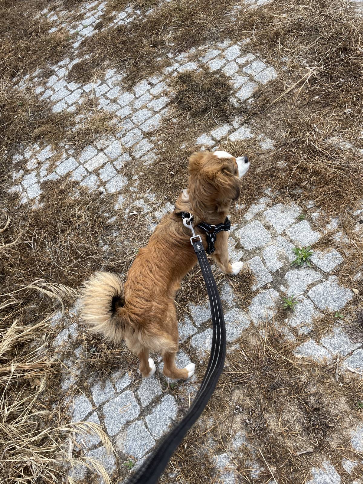 Margarida Tavares - Vagos - Hundeausführung
