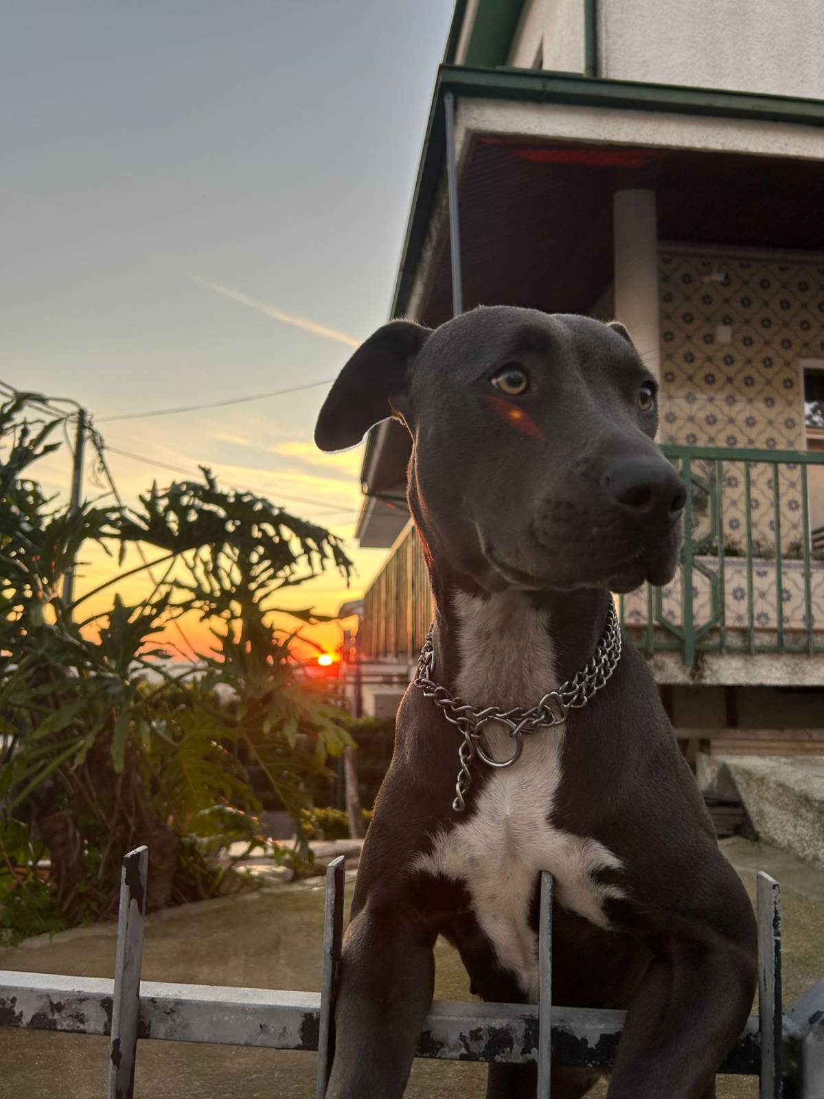 Carolina - Gondomar - Cuidados y paseos de mascotas