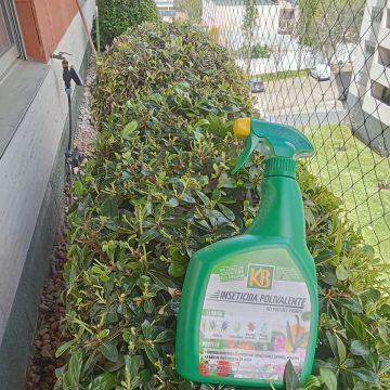Verde Selvagem Jardinagem-Limpeza - Lisboa - Remoção de Arbustos