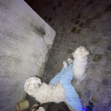 Margarida Tavares - Vagos - Katzensitter