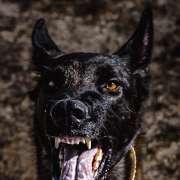 André - Gondomar - Treino de Cães