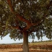 Afonso C. - Setúbal - Familienportrait