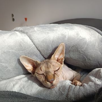 Carolina - Gondomar - Cuidar tus gatos