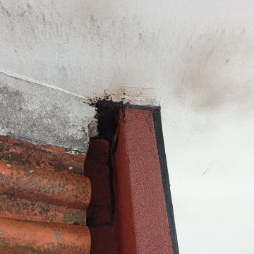TopTelas - Alcobaça - Pavillon reparieren oder pflegen