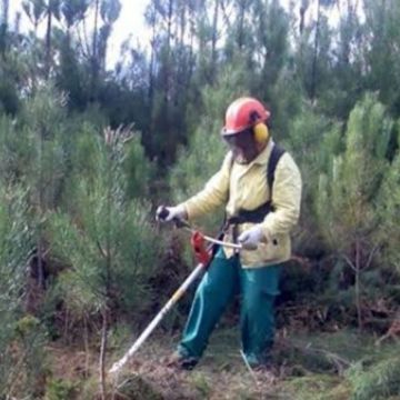 Miguel moreira - Maia - Remoção de Arbustos