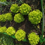 Verde Selvagem Jardinagem - Lisboa - Remoção de Arbustos