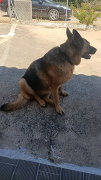 Hotel para Cães