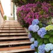 Verde Selvagem Jardinagem - Lisboa - Jardinagem