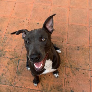 Carolina - Gondomar - Cuidar tus mascotas