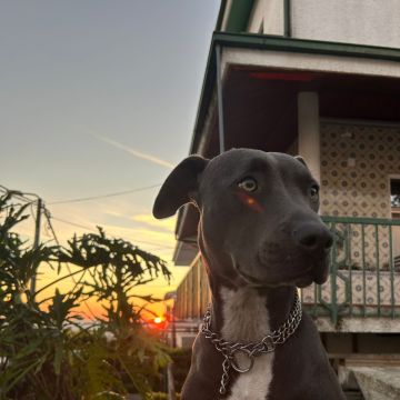 Carolina - Gondomar - Cuidados y paseos de mascotas