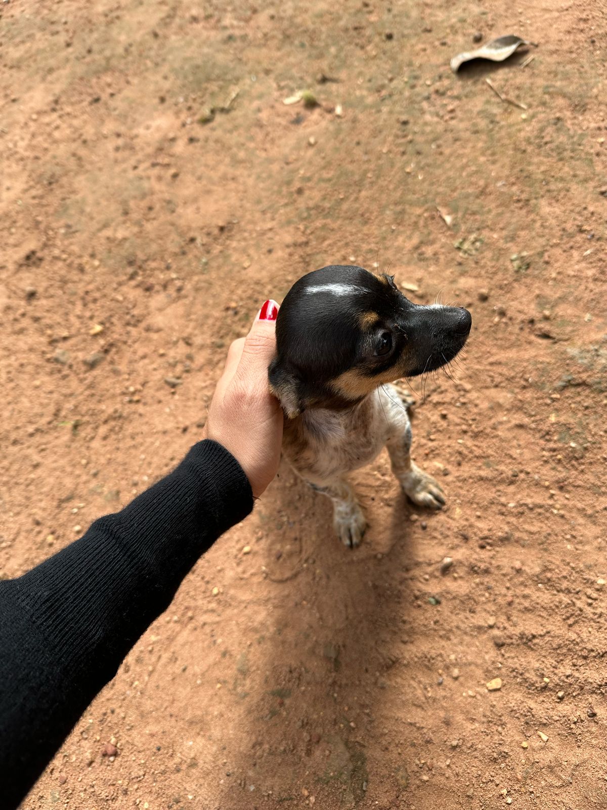 Cão ativo Dogwalker - Sintra - Hospedaje de perros