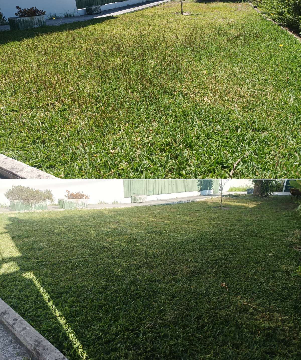 Safira Verde - Marinha Grande - Jardinagem