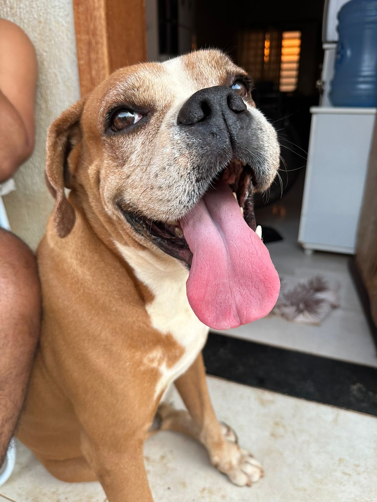 Cão ativo Dogwalker - Sintra - Guardería para perros