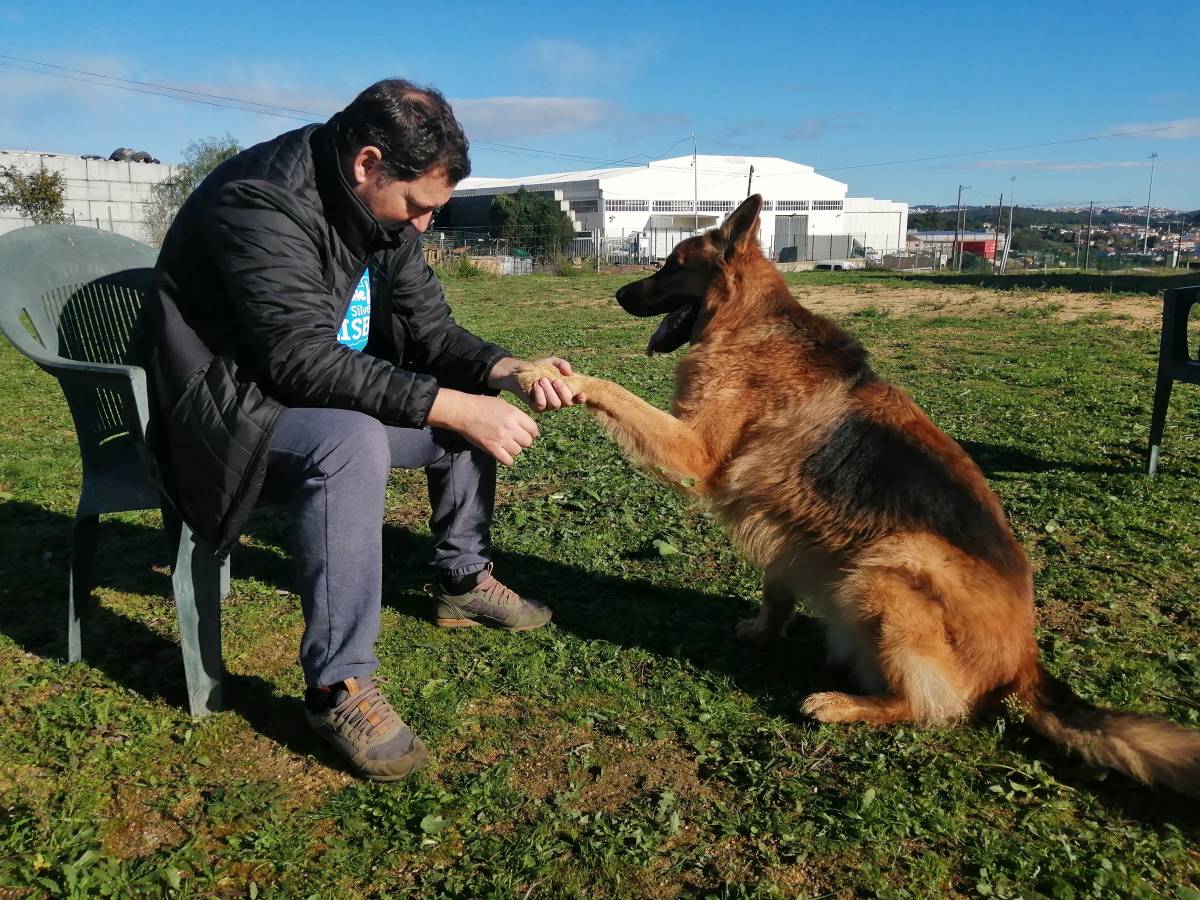 Armando Teixeira - Sintra - Modificação de Comportamento Animal