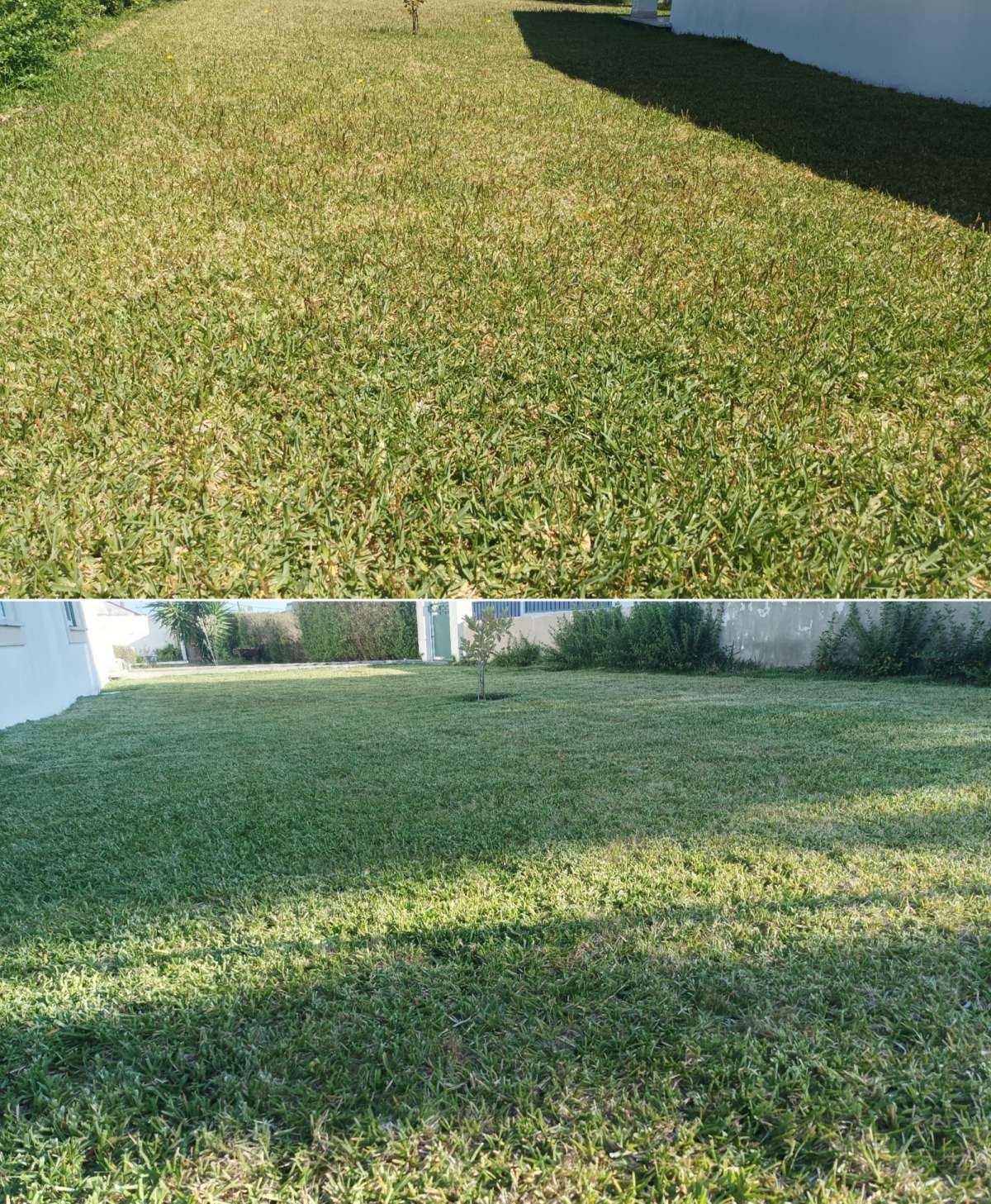 Safira Verde - Marinha Grande - Remoção de Arbustos