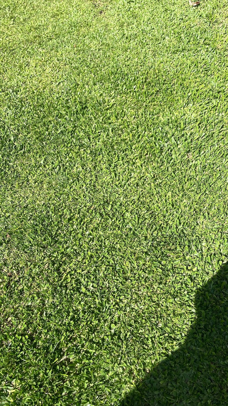 Verde Puro - Jardinagem / Manutenções de Jardins - Matosinhos - Poda e Manutenção de Árvores