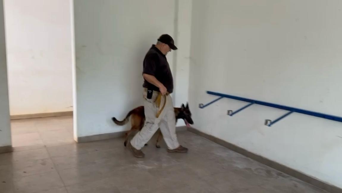Couto - Marco de Canaveses - Dog Walking