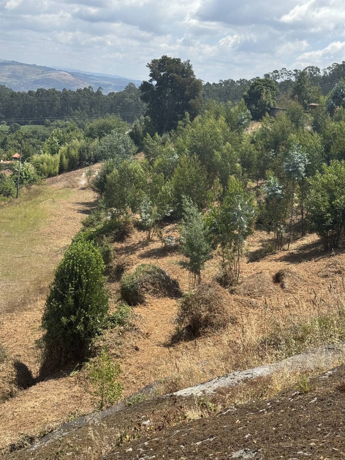 J&B serviços - Barcelos - Poda y mantenimiento de árboles