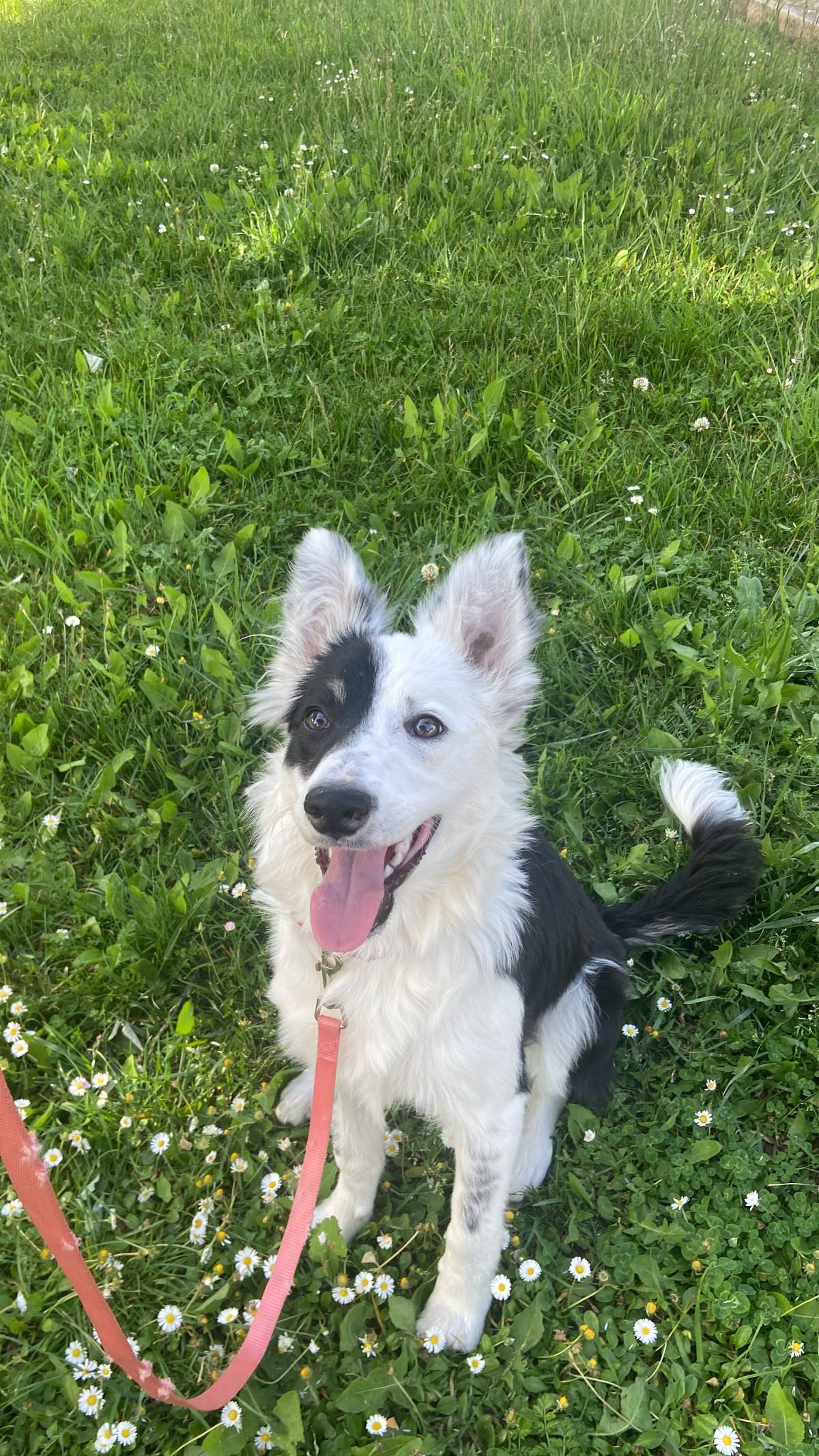 Cão ativo Dogwalker - Sintra - Cuidar tus gatos