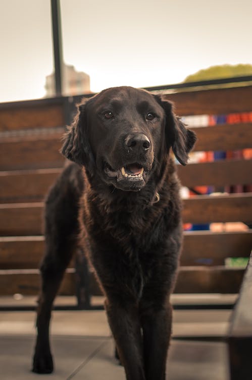 João Antunes - creativepets.pt - Aveiro - Dog Walking