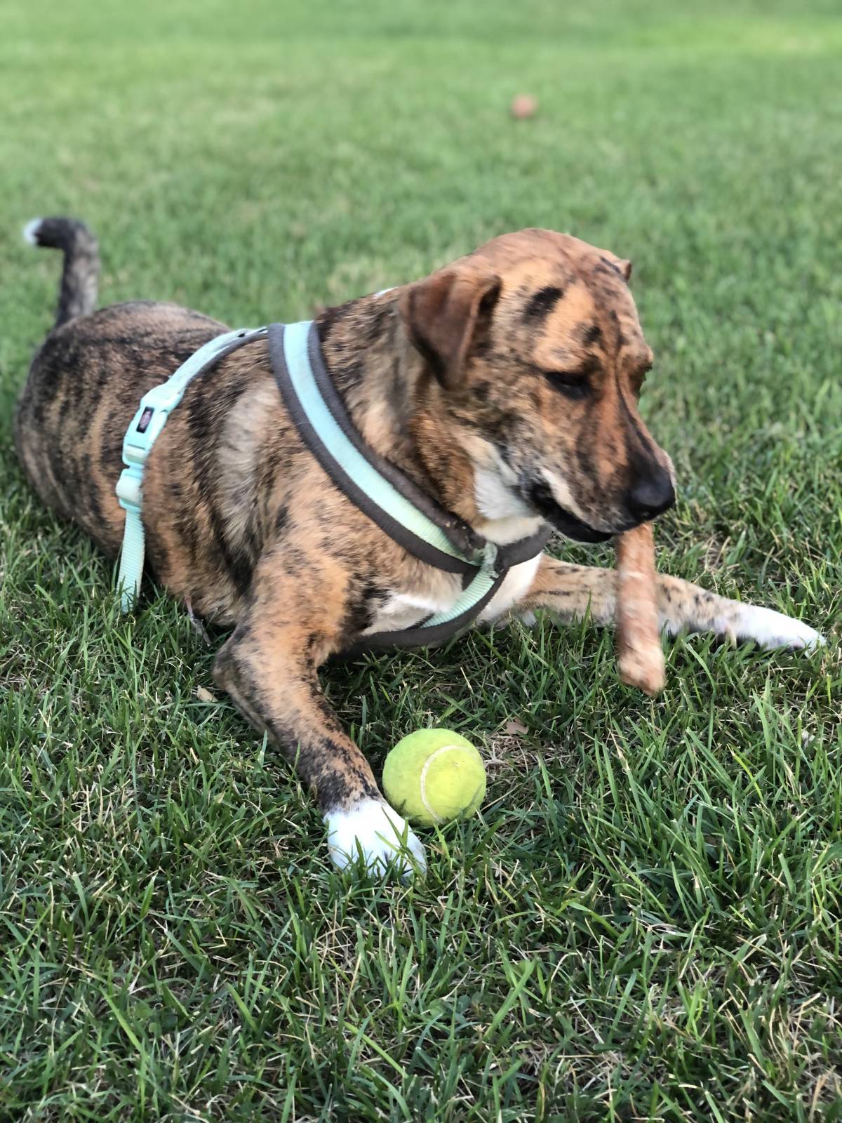 Mafalda mestre - Setúbal - Pet Sitting
