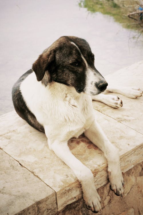João Antunes - creativepets.pt - Aveiro - Dog Hotel