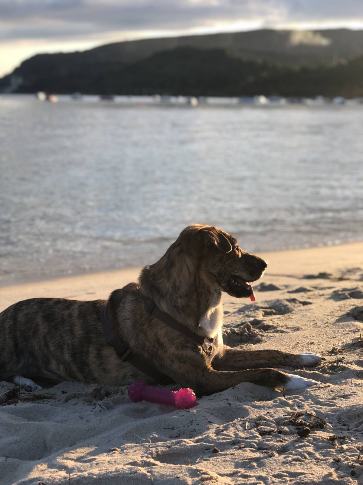 Mafalda mestre - Setúbal - Pet Sitting e Pet Walking