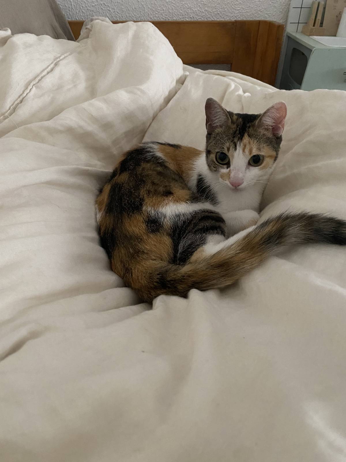 Mafalda mestre - Setúbal - Cat Sitting
