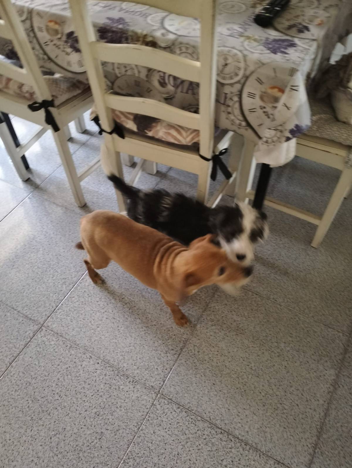 Beatriz Pereira - Lisboa - Garde de chiens