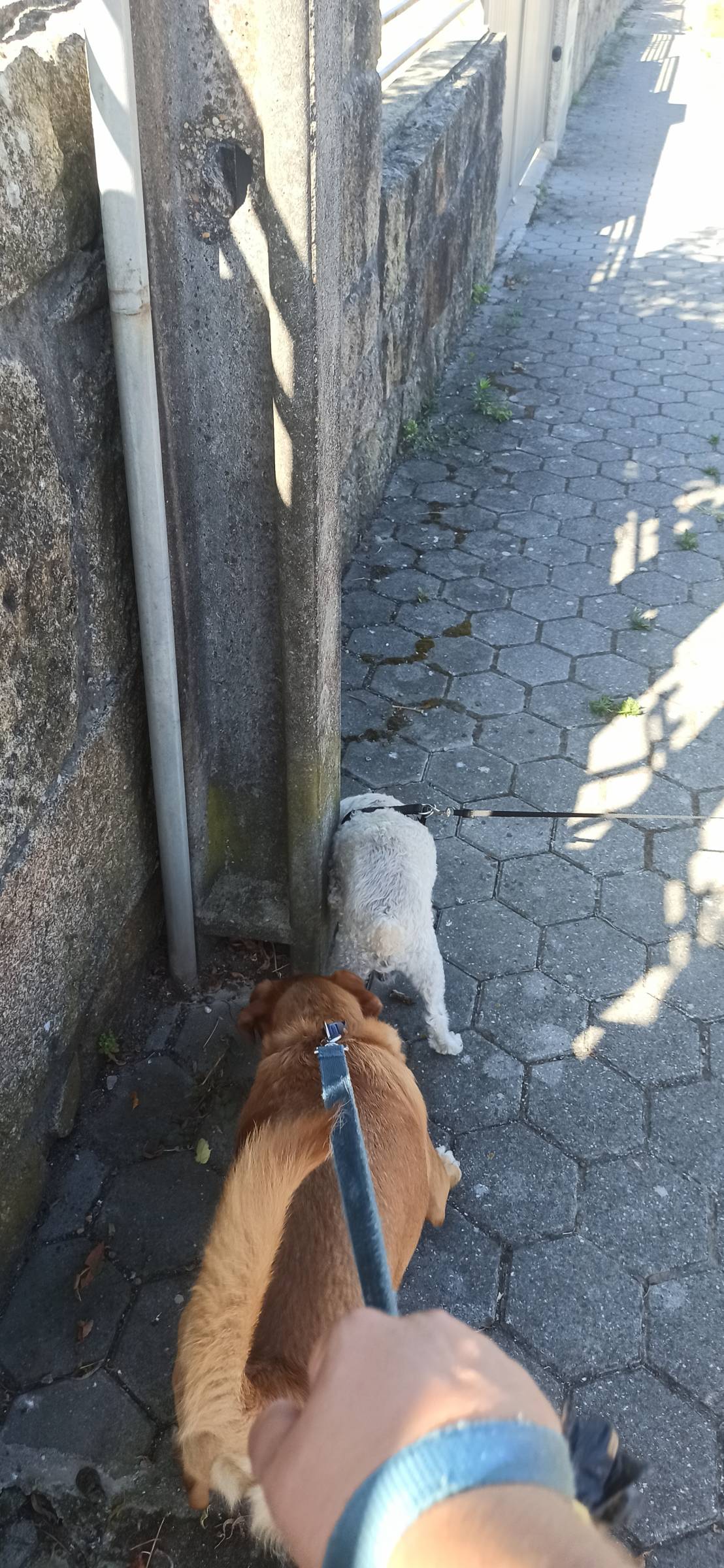 Pet sitter(4PET) - Vila Nova de Gaia - Baths and Grooming for Animals