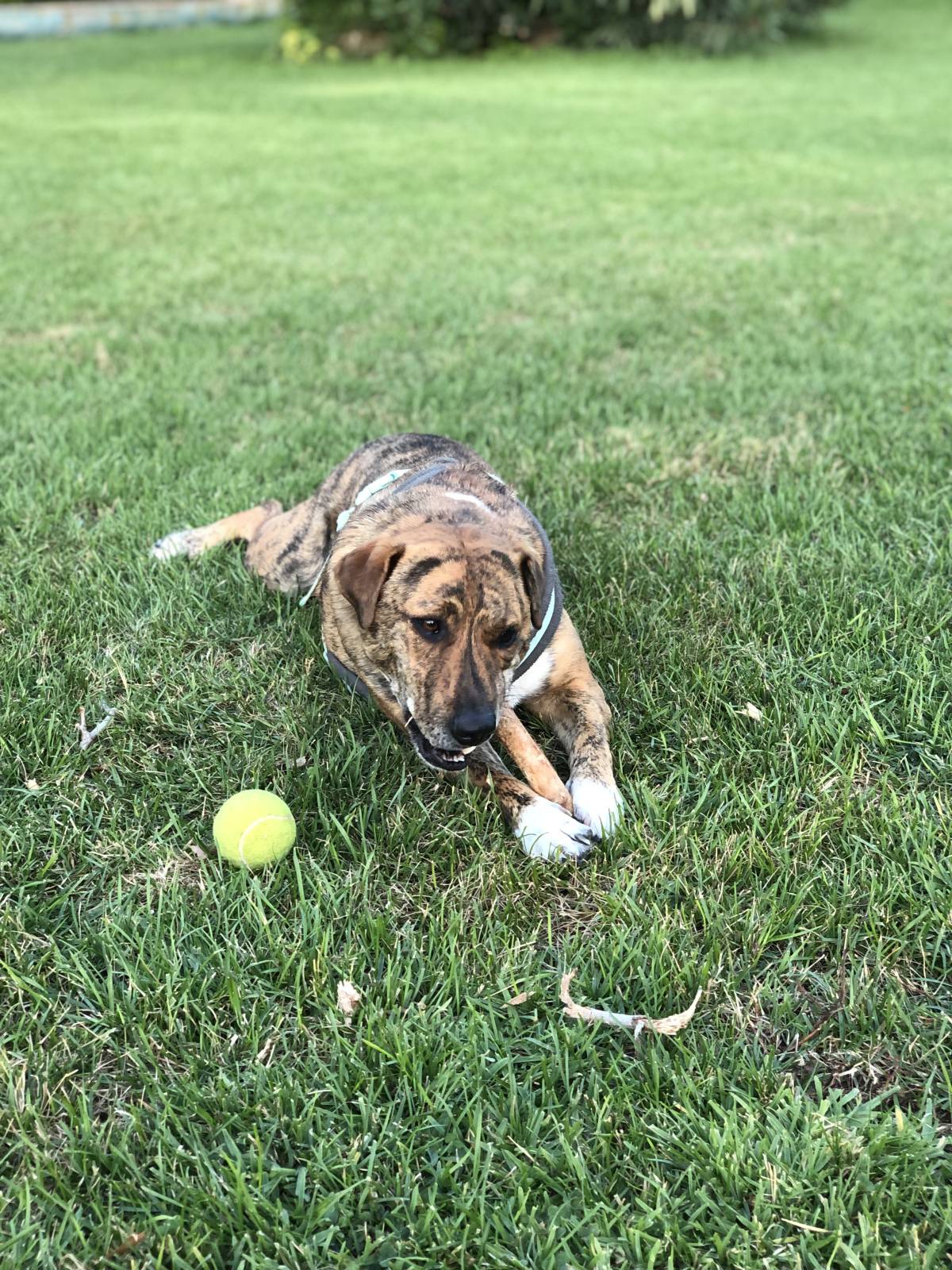 Mafalda mestre - Setúbal - Dog Sitting