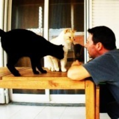 Petsitting Cascais/Oeiras - Serviços ao Domicilio para Animais de Estimação - Cascais - Hotel para Gatos